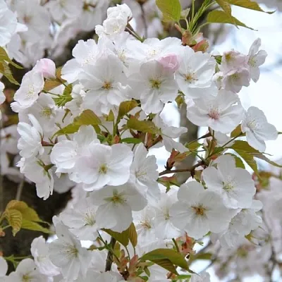 Сакура САНСЕТ БУЛЕВАРД  Сакура САНСЕТ БУЛЕВАРД в Архангельске