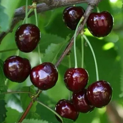 Черешня НАРОДНАЯ в Архангельске