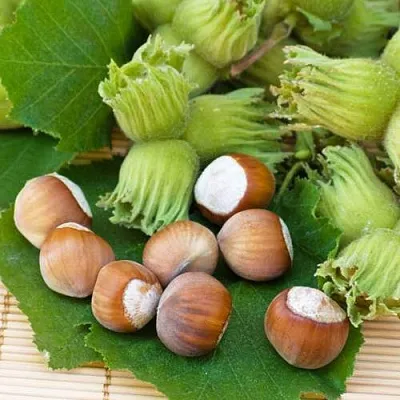 Фундук КРЕПКИЙ ОРЕШЕК  Фундук КРЕПКИЙ ОРЕШЕК в Архангельске