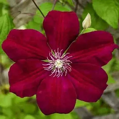 Клематис РУЖ КАРДИНАЛ  Клематис РУЖ КАРДИНАЛ в Архангельске