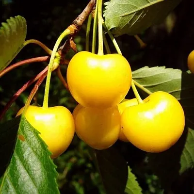 Черешня ЖУРБА  Черешня ЖУРБА в Архангельске