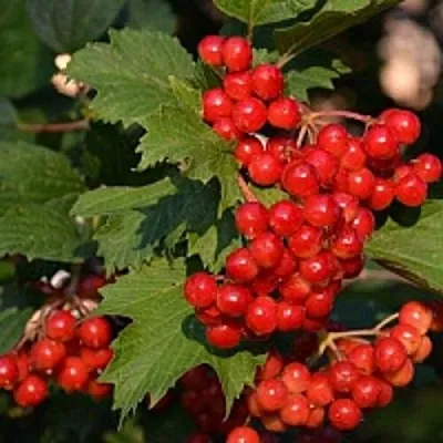 Калина  Калина в Архангельске