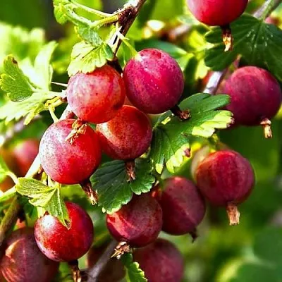 Крыжовник САДКО  Крыжовник САДКО в Архангельске