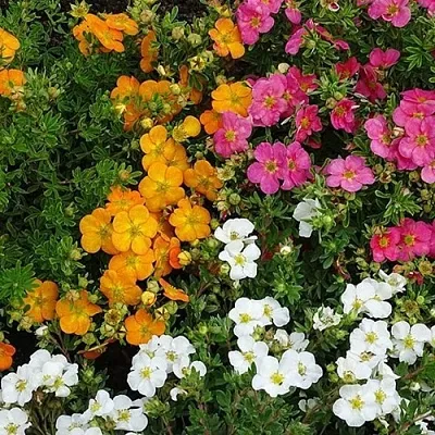 Лапчатка  Лапчатка в Архангельске