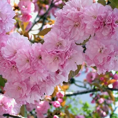 Сакура ОШИДАРЕ  Сакура ОШИДАРЕ в Архангельске