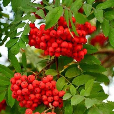 Рябина ОБЫКНОВЕННАЯ  Рябина ОБЫКНОВЕННАЯ в Архангельске