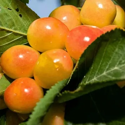 Дюк (черевишня) БЕЛОЧКА  Дюк (черевишня) БЕЛОЧКА в Архангельске