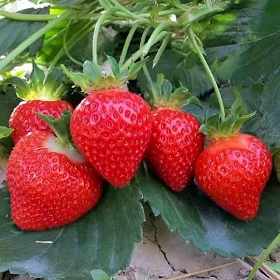 Клубника ТЕА в Архангельске