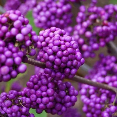 Красивоплодник  Красивоплодник в Архангельске