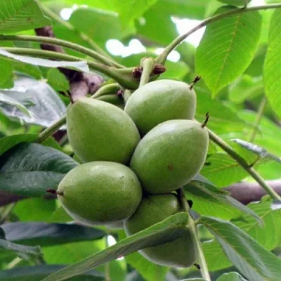 Орех маньчжурский МИЧУРИНЕЦ  Орех маньчжурский МИЧУРИНЕЦ в Архангельске