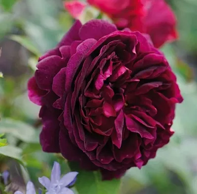 Саженцы роз МАНСТЕД ВУД английская  Саженцы роз МАНСТЕД ВУД английская в Архангельске