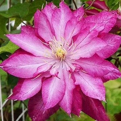 Клематис КАЕН  Клематис КАЕН в Архангельске