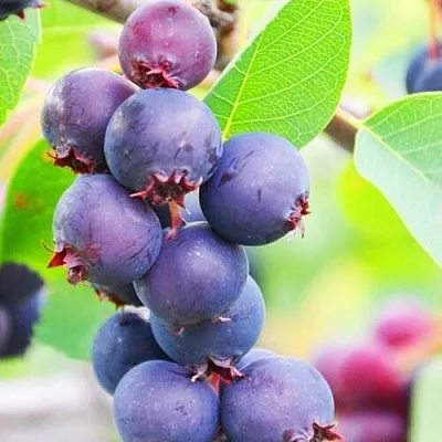 Ирга СМОУКИ  Ирга СМОУКИ в Архангельске