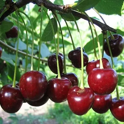 Вишня БЫСТРИНКА  Вишня БЫСТРИНКА в Архангельске