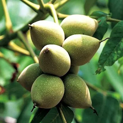 Орех МАНЬЧЖУРСКИЙ  Орех МАНЬЧЖУРСКИЙ в Архангельске