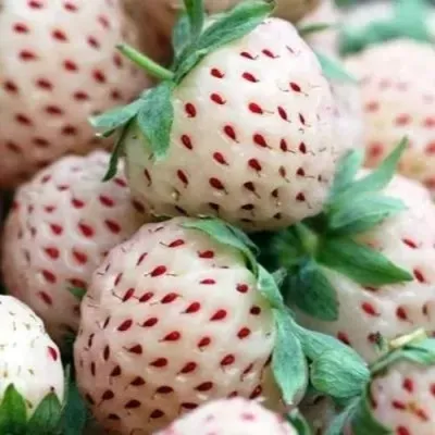 Клубника АНАНАСА ремонтантная в Архангельске