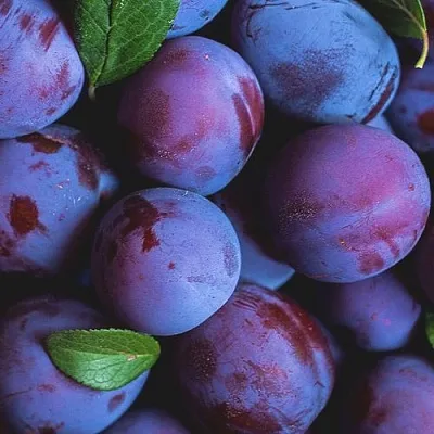 Слива  Слива в Архангельске