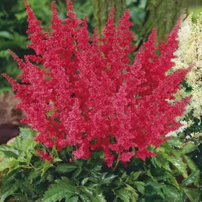 Астильба МОНТГОМЕРИ японская в Архангельске