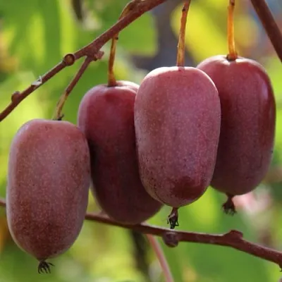 Актинидия ПУРПУРНО САДОВАЯ  аргута в Архангельске