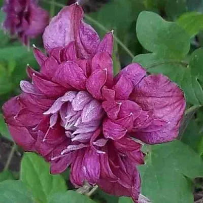 Клематис ПУРПУРЕА ПЛЕНА ЭЛЕГАНС  Клематис ПУРПУРЕА ПЛЕНА ЭЛЕГАНС в Архангельске