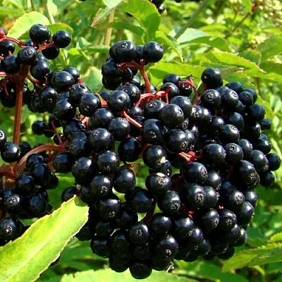 Бузина  Бузина в Архангельске