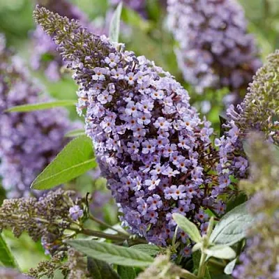 Буддлея давида БАТТЕРФЛЯЙ КАНДИ ЛИЛА СВИТХАРТ  Буддлея давида БАТТЕРФЛЯЙ КАНДИ ЛИЛА СВИТХАРТ в Архангельске