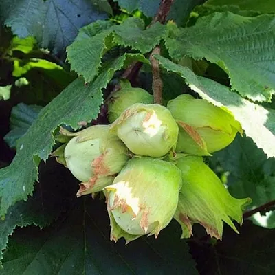 Фундук ТАМБОВСКИЙ РАННИЙ  Фундук ТАМБОВСКИЙ РАННИЙ в Архангельске