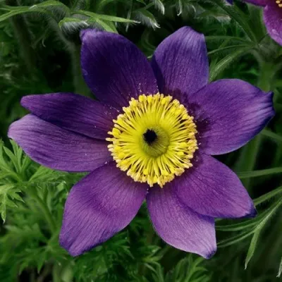 Прострел ПИНВИЛ БЛЮ ШЕЙДЕС в Архангельске