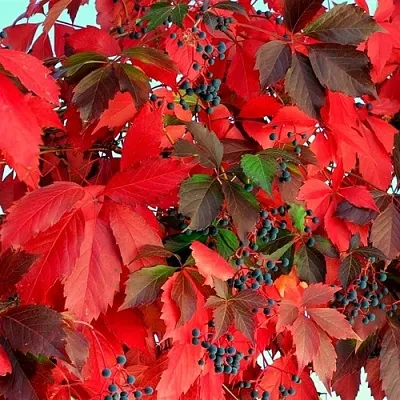 Девичий виноград  Девичий виноград в Архангельске