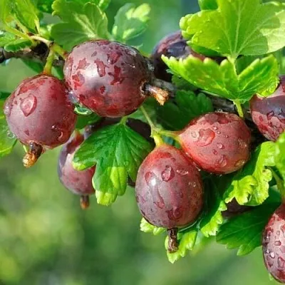 Крыжовник СЕРЕНАДА  Крыжовник СЕРЕНАДА в Архангельске