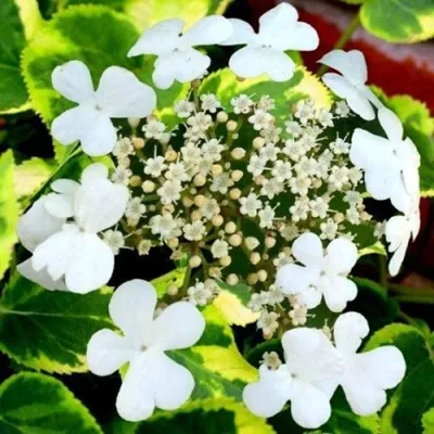 Гортензия МИРАНДА черешковая в Архангельске