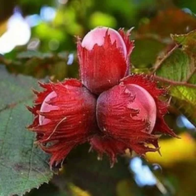 Фундук КРАСНЫЙ ЯНТАРЬ в Архангельске