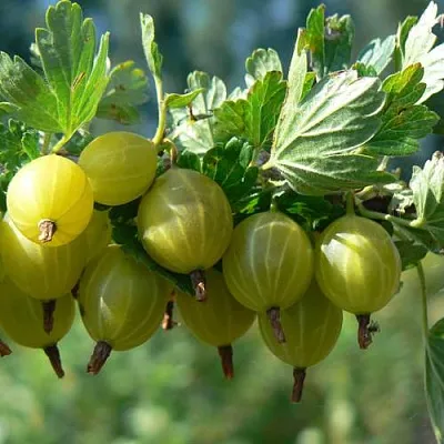 Крыжовник ЮБИЛЕЙНЫЙ  Крыжовник ЮБИЛЕЙНЫЙ в Архангельске