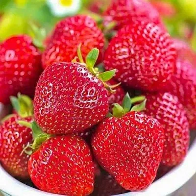 Клубника СИЛЬВИЯ в Архангельске