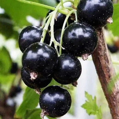 Смородина чёрная ДЕЛИКАТЕСНАЯ  Смородина чёрная ДЕЛИКАТЕСНАЯ в Архангельске