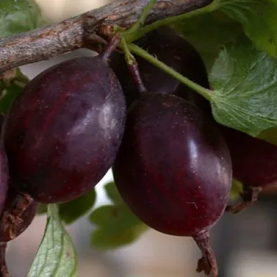 Крыжовник ЧЕЛЯБИНСКИЙ СЛАБОШИПОВАТЫЙ  Крыжовник ЧЕЛЯБИНСКИЙ СЛАБОШИПОВАТЫЙ в Архангельске