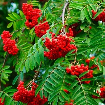 Рябина ПЛАКУЧАЯ сладкоплодная  Рябина ПЛАКУЧАЯ сладкоплодная в Архангельске