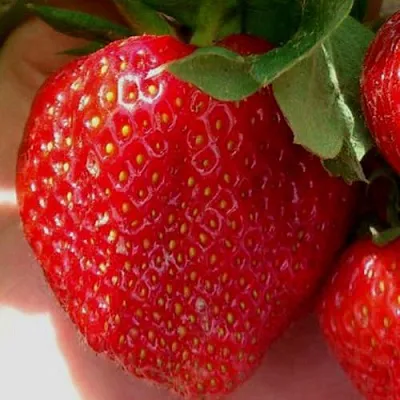 Клубника МАГНУС в Архангельске