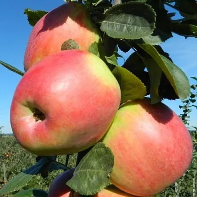 Яблоня БРЯНСКОЕ РОЗОВОЕ в Архангельске