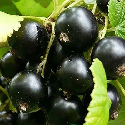 Смородина черная ЭБОНИ  Смородина черная ЭБОНИ в Архангельске