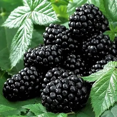 Ежевика БЛЭК БЬЮТИ  Ежевика БЛЭК БЬЮТИ в Архангельске