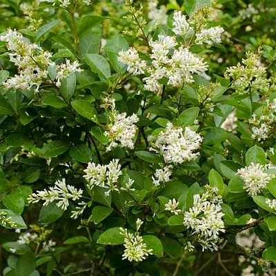 Бирючина  Бирючина в Архангельске