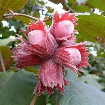 Фундук СКАРЛЕТТ  Фундук СКАРЛЕТТ в Архангельске