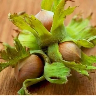 Фундук ГИГАНТ ТАМБОВСКИЙ  Фундук ГИГАНТ ТАМБОВСКИЙ в Архангельске