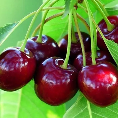 Вишня ВЯНОК  Вишня ВЯНОК в Архангельске