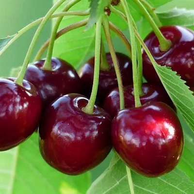 Дюк ЖИВИЦА (ЧЕРЕВИШНЯ)  Дюк ЖИВИЦА (ЧЕРЕВИШНЯ) в Архангельске