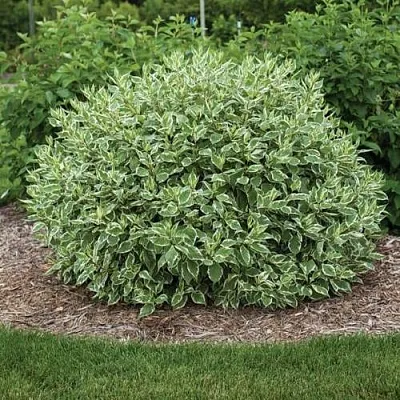 Дерен ЭЛЕГАНТИССИМА белый  Дерен ЭЛЕГАНТИССИМА белый в Архангельске