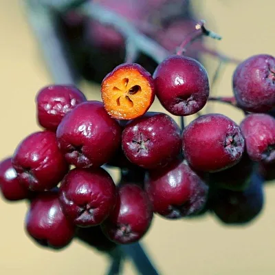 Рябина сладкоплодная  Рябина сладкоплодная в Архангельске