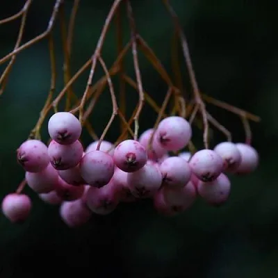 Рябина ПЕКИНСКАЯ сладкоплодная  Рябина ПЕКИНСКАЯ сладкоплодная в Архангельске