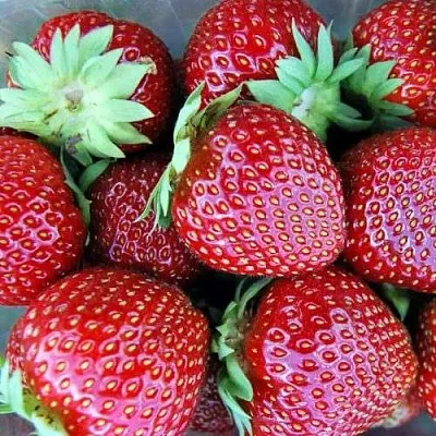 Клубника МАЛЬВИНА в Архангельске